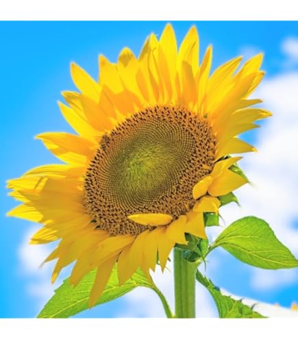 Amazon | 株式会社トーホク 大輪ひまわり 00735 | 花